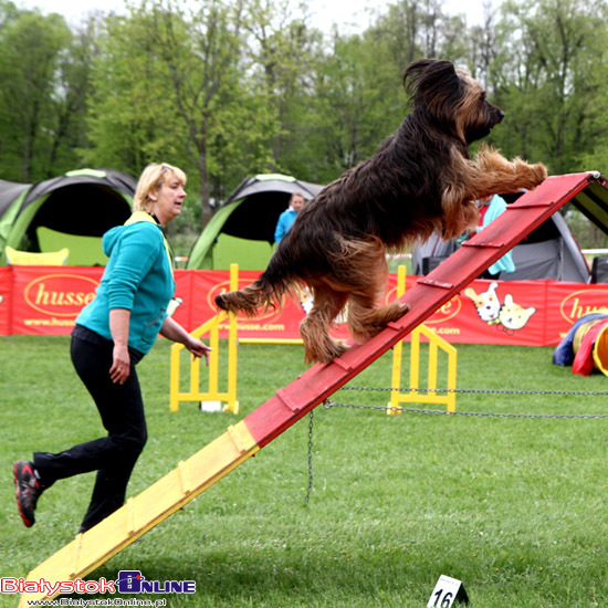 Zawody Agility Podlasie 2014