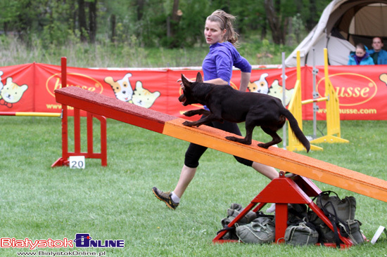 Zawody Agility Podlasie 2014