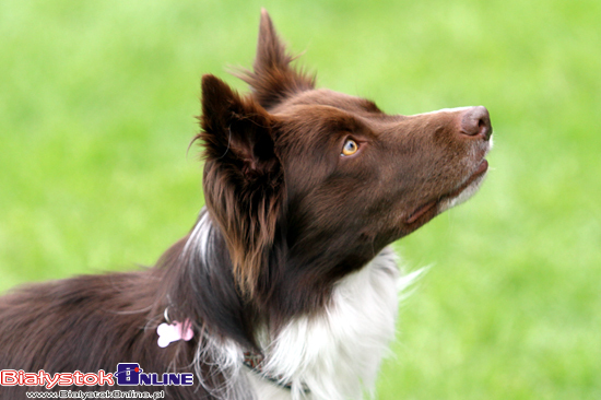 Zawody Agility Podlasie 2014