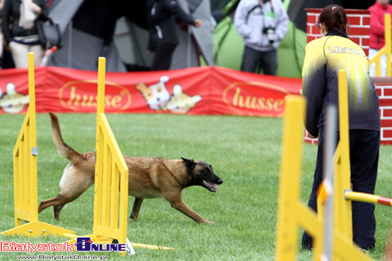 Zawody Agility Podlasie 2014