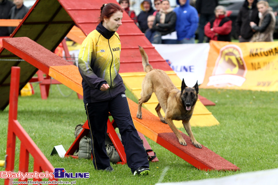 Zawody Agility Podlasie 2014