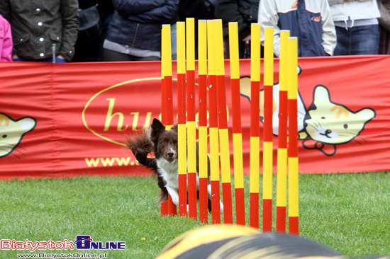 Zawody Agility Podlasie 2014