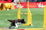 Zawody Agility Podlasie 2014