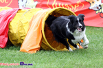 Zawody Agility Podlasie 2014