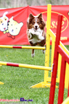 Zawody Agility Podlasie 2014