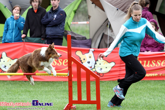 Zawody Agility Podlasie 2014