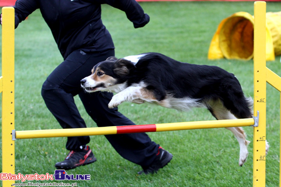 Zawody Agility Podlasie 2014