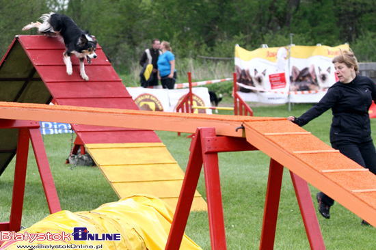 Zawody Agility Podlasie 2014