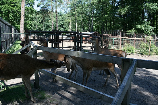 W zoo można też spotkać młode muflony