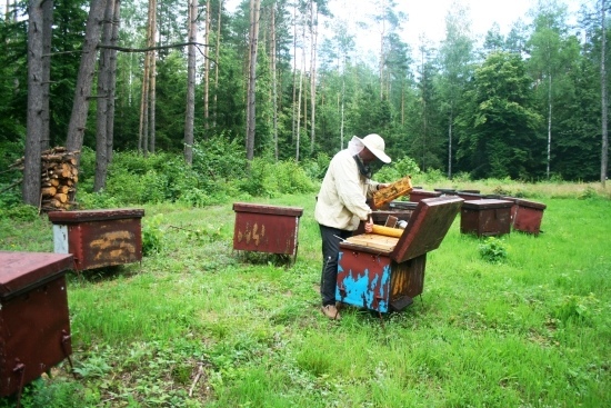 Pasieka w Królowym Moście