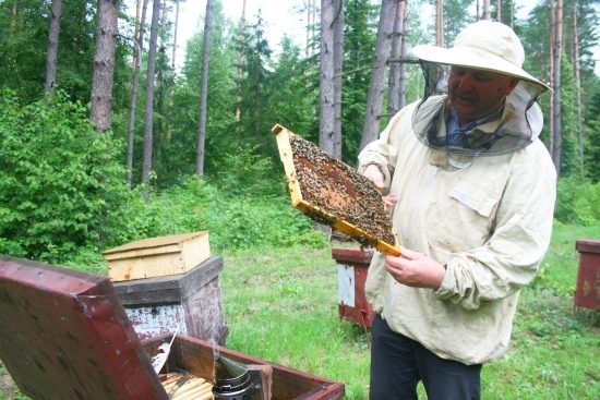 Pasieka w Królowym Moście