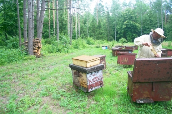 Pasieka w Królowym Moście