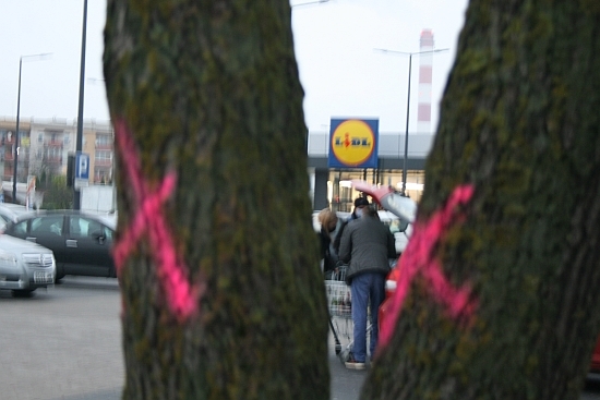 Al. Tysiąclecia. Rozpoczęto wycinkę drzew i rozbudowę