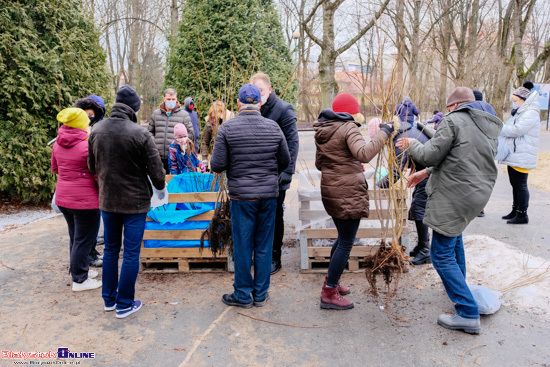 Białystok się zieleni. Rozdawanie drzew