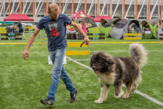 XIV Międzynarodowa Wystawa Psów Rasowych 