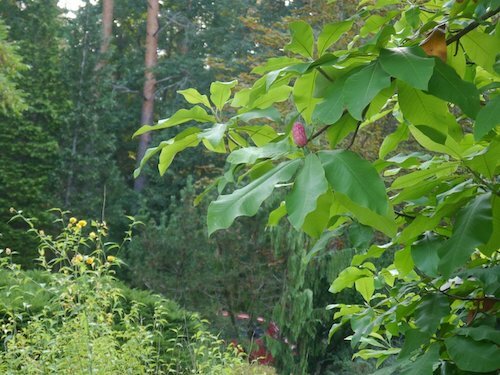 Arboretum w Kopnej Górze 