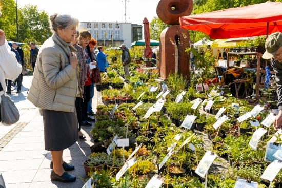 2024.04.27 - Jarmark ogrodniczy 