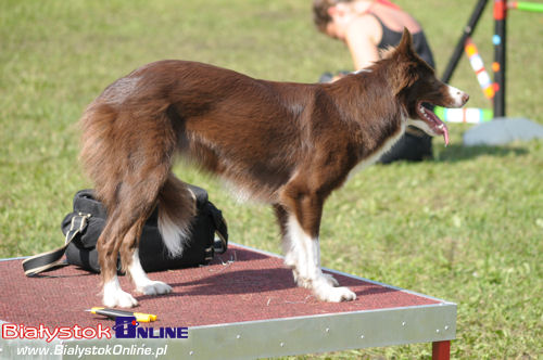 Piknik Agility