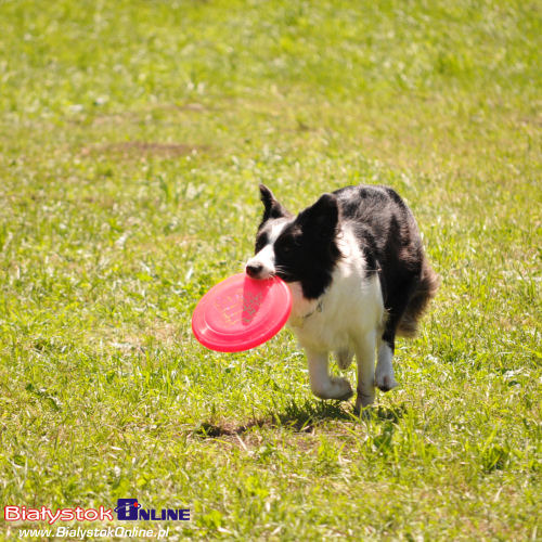 V Piknik Agility i Frisbee