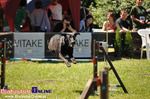 V Piknik Agility i Frisbee