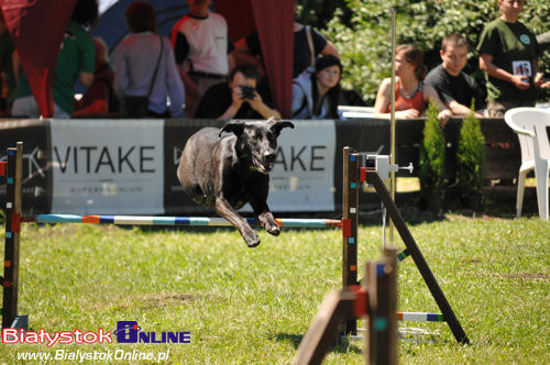 V Piknik Agility i Frisbee