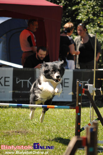 V Piknik Agility i Frisbee