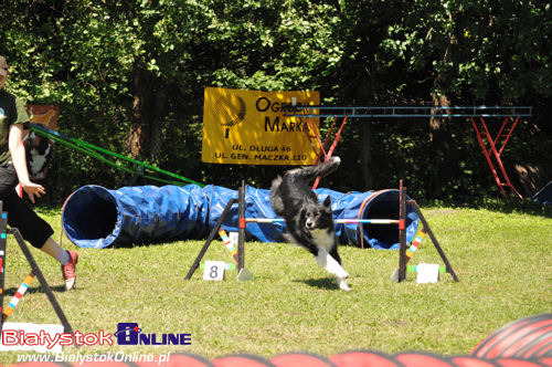 V Piknik Agility i Frisbee