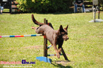 V Piknik Agility i Frisbee