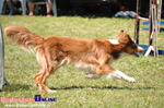 V Piknik Agility i Frisbee