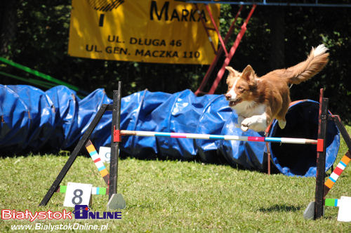 V Piknik Agility i Frisbee