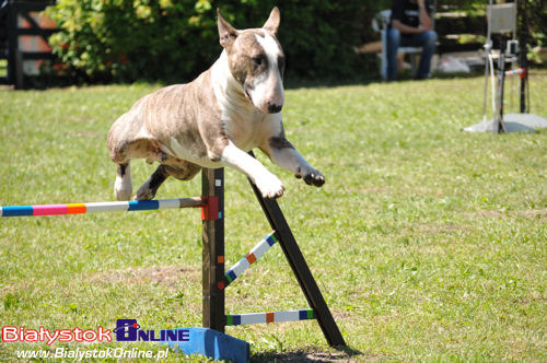 V Piknik Agility i Frisbee