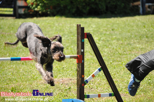 V Piknik Agility i Frisbee