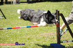 V Piknik Agility i Frisbee