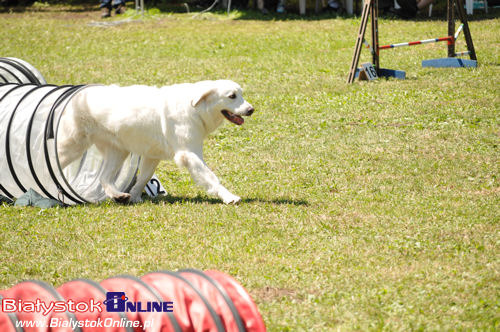 V Piknik Agility i Frisbee