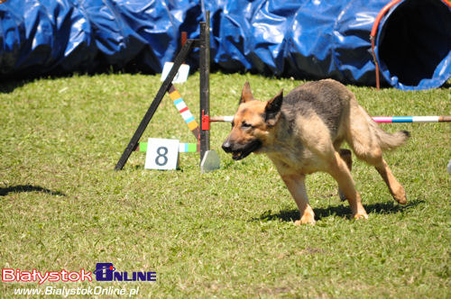 V Piknik Agility i Frisbee