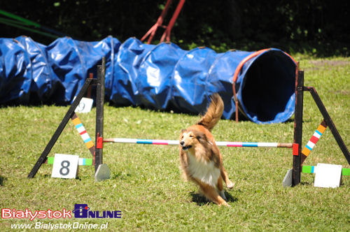 V Piknik Agility i Frisbee