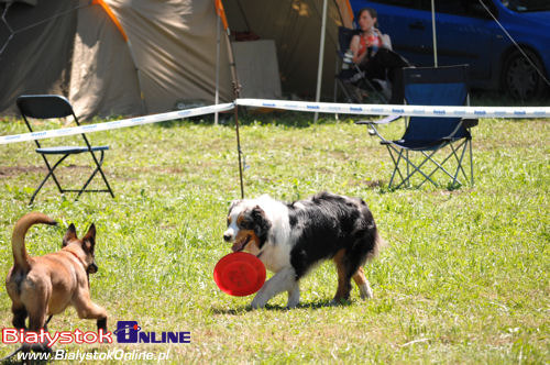 V Piknik Agility i Frisbee