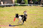 V Piknik Agility i Frisbee