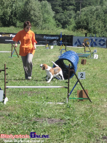 Piknik Agility