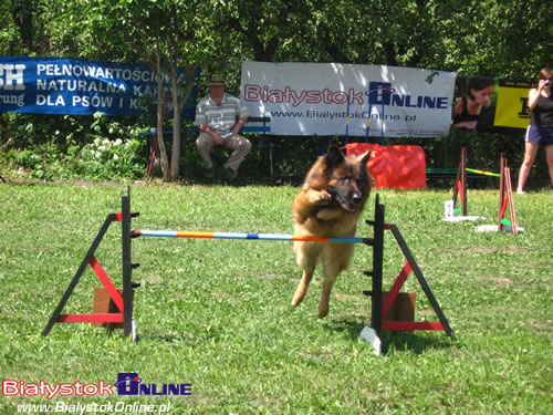 Piknik Agility