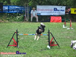 Piknik Agility