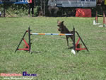 Piknik Agility