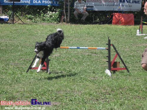 Piknik Agility