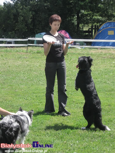 Piknik Agility