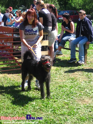 Piknik Agility