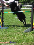 Piknik Agility