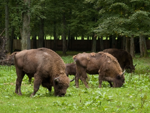 Puszcza Białowieska. Zwierzyniec znów nabierze blasku