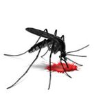 Komary mogą przenosić chorobę pasożytniczą