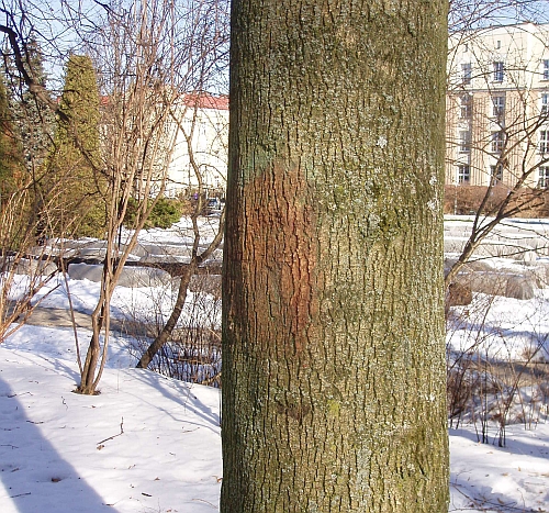 Swastyka na plantach. Policja szuka sprawcy