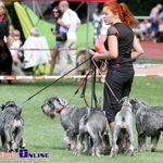 2000 rasowych psów zaprezentowano w Białymstoku [ZDJĘCIA]